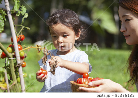 家庭菜園を楽しむ親子 家庭菜園を楽しむ親子 85336135