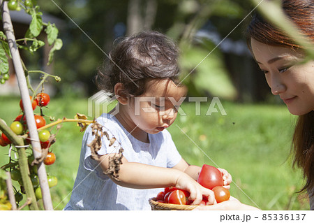 家庭菜園を楽しむ親子 家庭菜園を楽しむ親子 85336137
