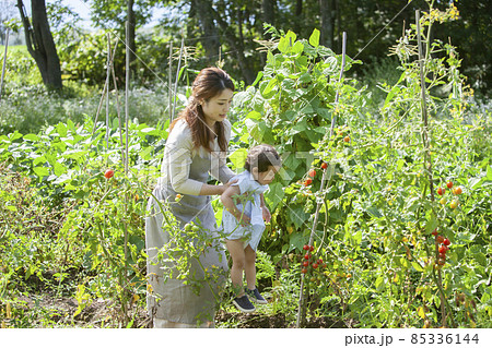 家庭菜園を楽しむ親子 85336144