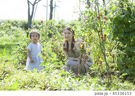 家庭菜園を楽しむ親子 85336153