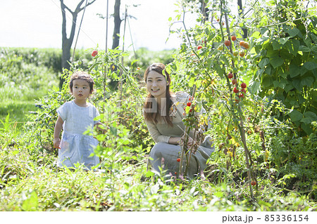 家庭菜園を楽しむ親子 家庭菜園を楽しむ親子 85336154