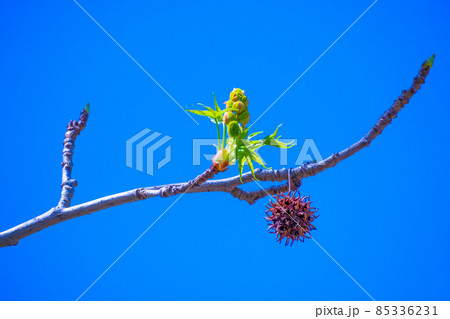 モミジバフウの若葉と熟した果実 85336231