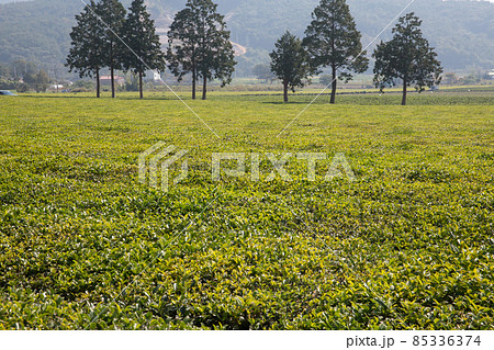 自然 景色 風景 85336374