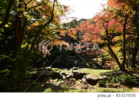 都立殿ヶ谷戸公園の紅葉 国分寺市 都立殿ヶ谷戸公園の紅葉 国分寺市 85337039