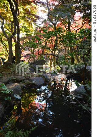 都立殿ヶ谷戸公園の紅葉 国分寺市 都立殿ヶ谷戸公園の紅葉 国分寺市 85337068