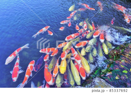 密に注意（錦鯉・栗林公園） 85337692