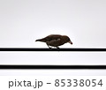 椋鳥・収穫2 85338054