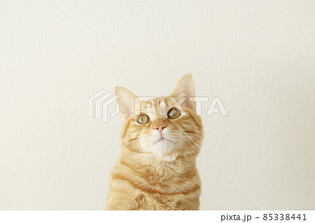ねこちゃん親子の日常風景（すっかり大きくなりました） 85338441
