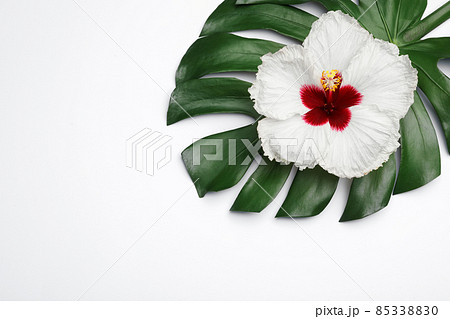 Beautiful tropical hibiscus flower and monstera leaf on white background, top view 85338830