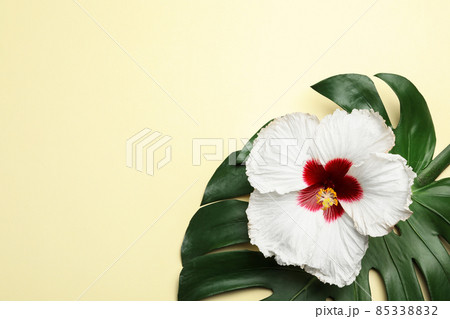 Beautiful tropical hibiscus flower and monstera leaf on light yellow background, flat lay. Space for text Beautiful tropical hibiscus flower and monstera leaf on light yellow background, flat lay. Space for text 85338832
