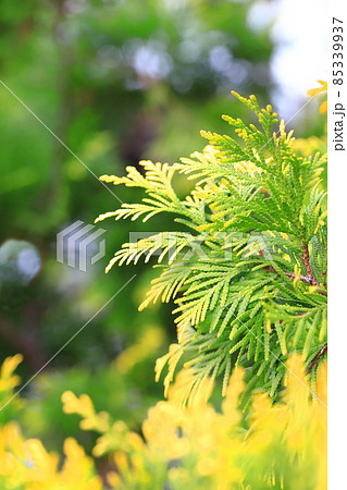 先端が黄色く色づいた児の手柏(コノテガシワ) 先端が黄色く色づいた児の手柏(コノテガシワ) 85339937