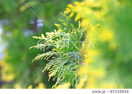 先端が黄色く色づいた児の手柏(コノテガシワ) 先端が黄色く色づいた児の手柏(コノテガシワ) 85339938