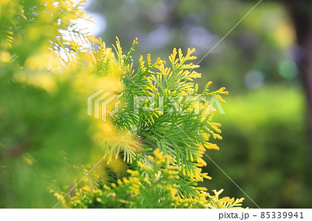 先端が黄色く色づいた児の手柏（コノテガシワ） 85339941