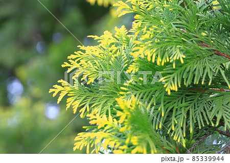 先端が黄色く色づいた児の手柏（コノテガシワ） 85339944