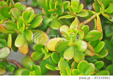 カネノナルキの葉(初夏) カネノナルキの葉(初夏) 85339962