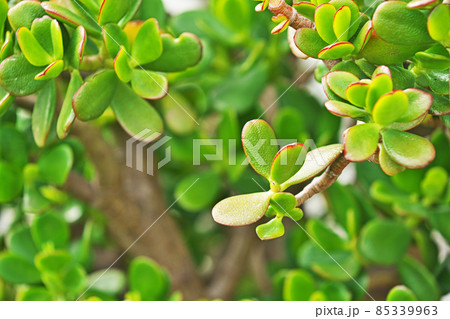 カネノナルキの葉(初夏) カネノナルキの葉(初夏) 85339963