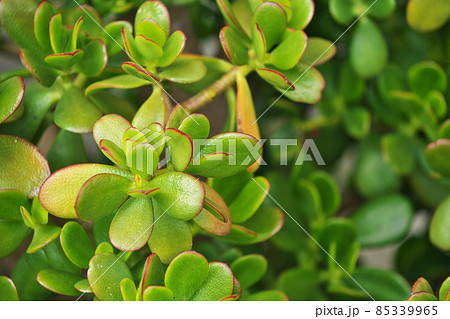 カネノナルキの葉(初夏) カネノナルキの葉(初夏) 85339965