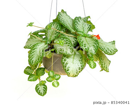 Green house ivy plant Hanging in flower pot isolated on white background Green house ivy plant Hanging in flower pot isolated on white background 85340041