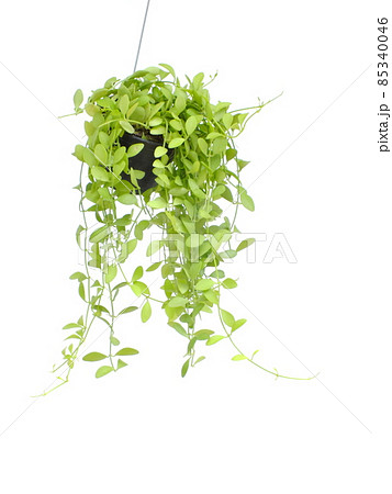 Green plant Hanging isolated on white background 85340046