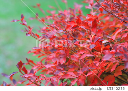 色鮮やかなドウダンツツジの紅葉 85340236