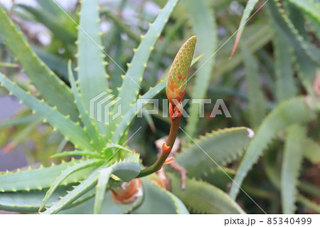 アロエの花 多肉植物の写真素材