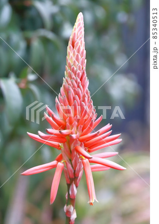 アロエの花 多肉植物の写真素材