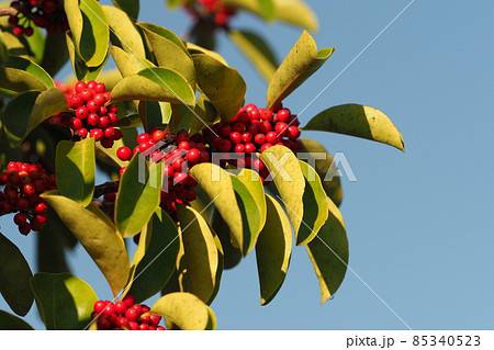 クロガネモチ(縁起物や秋のイメージに) クロガネモチ(縁起物や秋のイメージに) 85340523