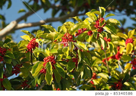 クロガネモチ（縁起物や秋のイメージに） 85340586