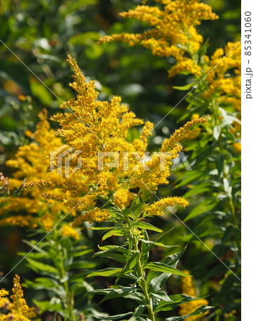 セイタカアワダチソウ 85341060