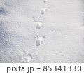 雪の上に残る、猫が通った足跡 85341330