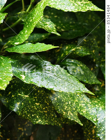 フイリアオキ(雨上がり水滴付き) フイリアオキ(雨上がり水滴付き) 85341484