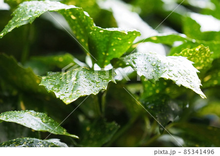 フイリアオキ（雨上がり水滴付き） 85341496