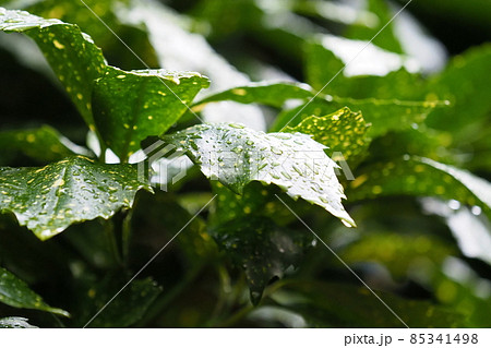 フイリアオキ（雨上がり水滴付き） 85341498
