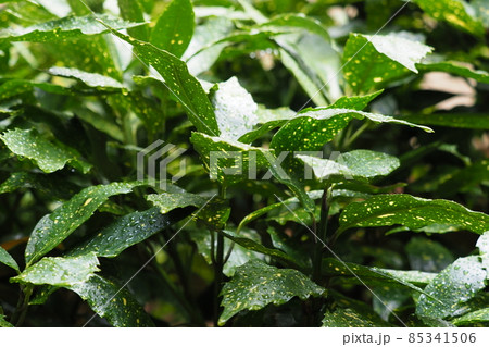 フイリアオキ（雨上がり水滴付き） 85341506