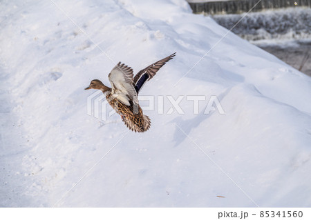 Mallard Duck flies over the snowy river bank Mallard Duck flies over the snowy river bank 85341560