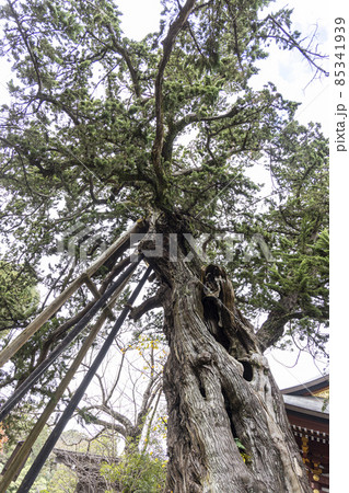 鶴岡八幡宮のビャクシン 鶴岡八幡宮のビャクシン 85341939