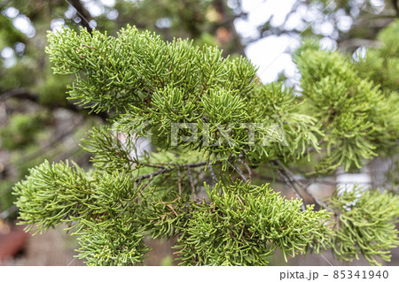 鶴岡八幡宮のビャクシン 鶴岡八幡宮のビャクシン 85341940