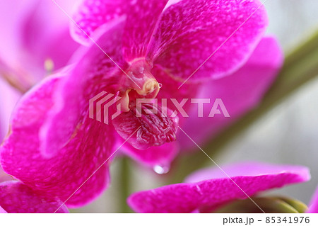 瑞々しい鮮やかなピンクの蘭の花 85341976