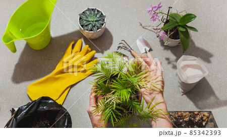 The process of transplanting a houseplant Chamaedorea elegans into a spacious pot. Women's hands take care of home plants. Top view flat lay The process of transplanting a houseplant Chamaedorea elegans into a spacious pot. Women's hands take care of home plants. Top view flat lay 85342393