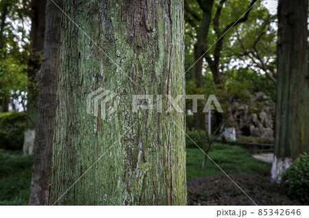 Close up details of green lichen on bark surface of an old big tree in a garden 85342646