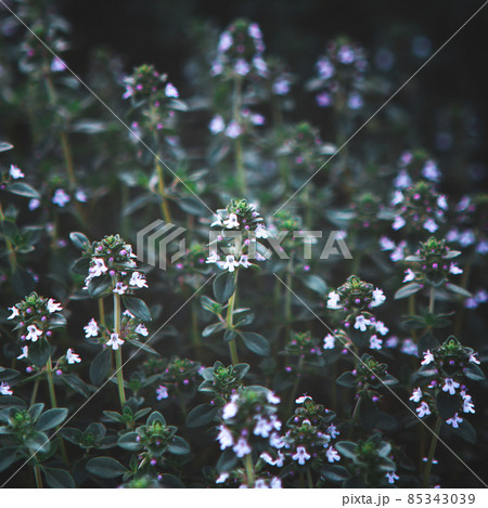 Sweet Basil green plants with flowers growing texture Sweet Basil green plants with flowers growing texture 85343039