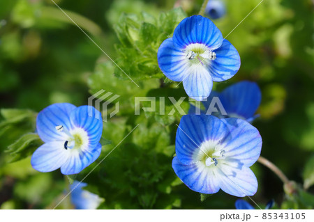 オオイヌノフグリの花 85343105