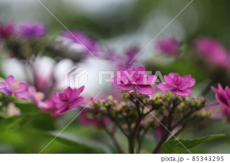 淡い紫のアジサイの花 淡い紫のアジサイの花 85343295
