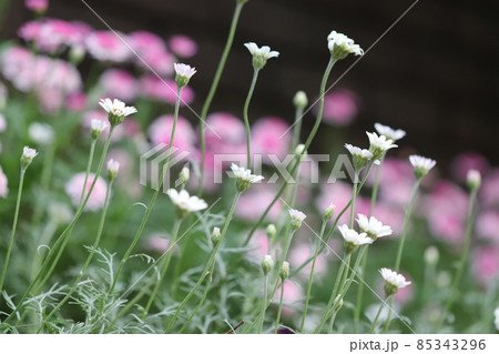 満開の白いマーガレットの花 85343296