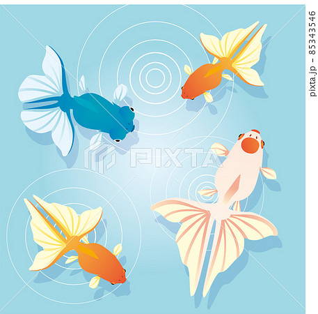 暑中見舞いの金魚 85343546