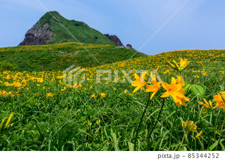 【新潟県】 佐渡市 花の島 大野亀のカンゾウ大群落 85344252