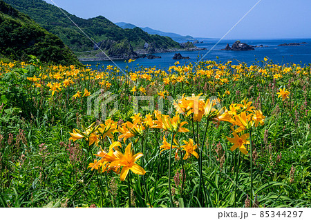 【新潟県】 佐渡市 花の島 大野亀のカンゾウ大群落 85344297