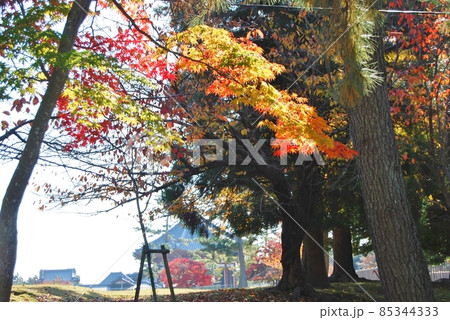 興福寺の紅葉風景 興福寺の紅葉風景 85344333