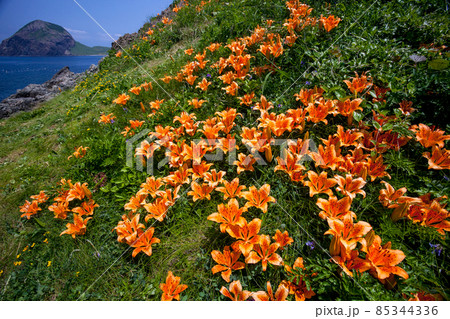 【新潟県】 佐渡市 花の島 北鵜島に咲く岩百合と大野亀遠望 85344336