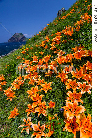 【新潟県】 佐渡市 花の島 北鵜島に咲く岩百合と大野亀遠望 85344337